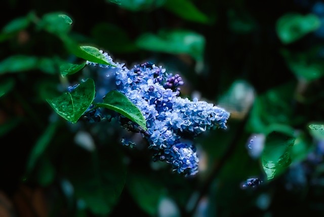 クリアコンサルティングの給与・労務について