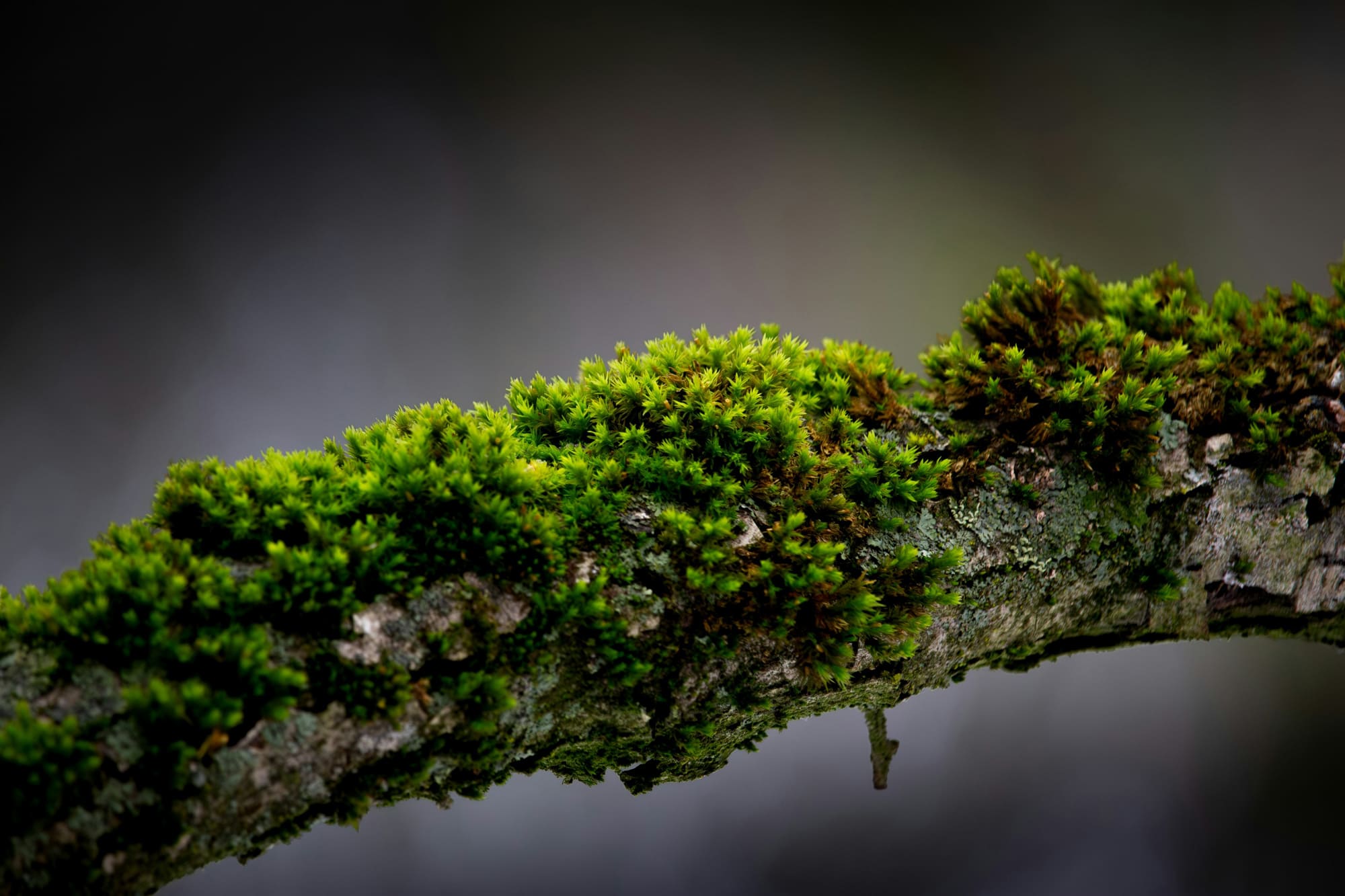 クリアコンサルティングの給与・労務について